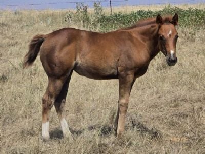 America Bartender JW<BR>AQHA 6499375